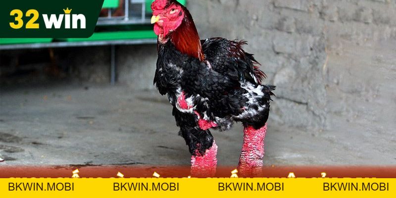 Mua Gà Mỹ Ở Đâu - Địa Chỉ Nổi Tiếng Được 32WIN Chọn Lọc
