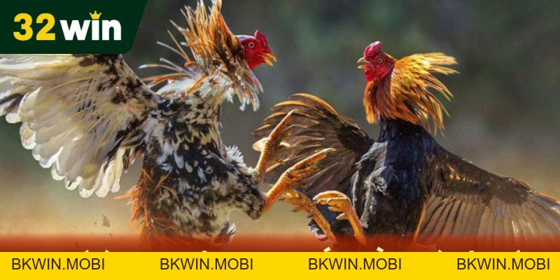 Đá Gà Thomo - Chiến Lược Chơi Game Nhanh Thắng Tại 32Win