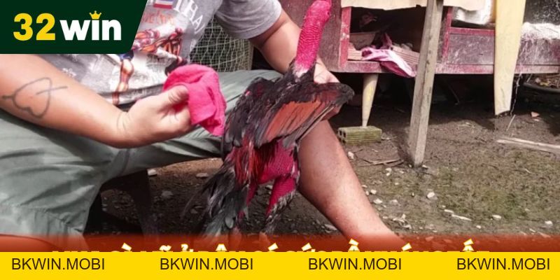 Mua Gà Mỹ Ở Đâu - Địa Chỉ Nổi Tiếng Được 32WIN Chọn Lọc